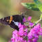 Silver-spotted Skipper