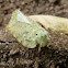 Planthopper