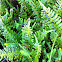 Wall fern