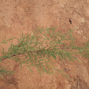 Salt Cedar