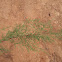 Salt Cedar