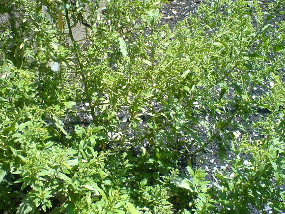Spotting Image 1