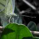 Small White