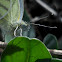 Small White
