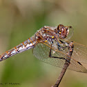 Variegated Meadowhawk