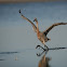 Reddish Egret