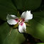 Painted Trillium