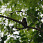 Pygmy Marmoset
