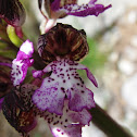 Lady Orchid