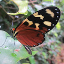 Disturbed Tigerwing