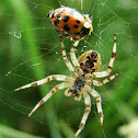 European garden spider with prey