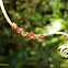Unidentified insect eggs