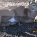 White Tailed Deer