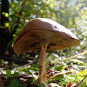 Leccinum