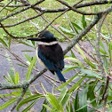 New Zealand Kingfisher
