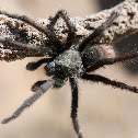tarantula