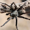 tarantula