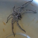 Huntsman