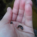 Some kind of Shrimp
