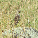 Eastern Meadowlark