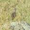 Eastern Meadowlark