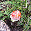Fly agaric