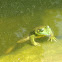 Bull Frog