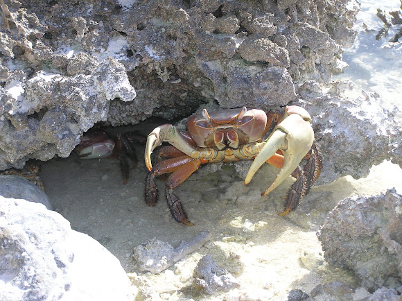 Spotting Image 1