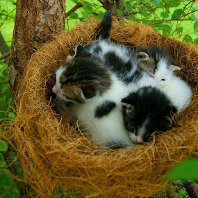 They weren't born, they were hatched! by Sondra Sarra - Animals - Cats Portraits ( babies, cat, tree, black. white, green, nest, three, branch, kittens, baby, hatched, leaves )