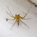 Striped Lynx Spider - male
