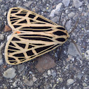 Tiger Moth