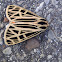 Tiger Moth