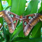 Atlas moth