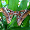 Atlas moth