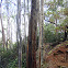 Eucalyptus