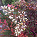 Heavenly Bamboo