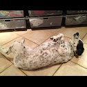 Speckled canine back layer