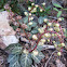 White-veined Wintergreen
