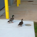 Mallard