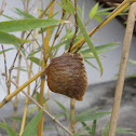 Praying Mantis Ootheca