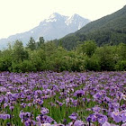 Alaska wild Iris