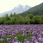 Alaska wild Iris