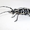 Cottonwood borer