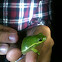 Green Treefrog