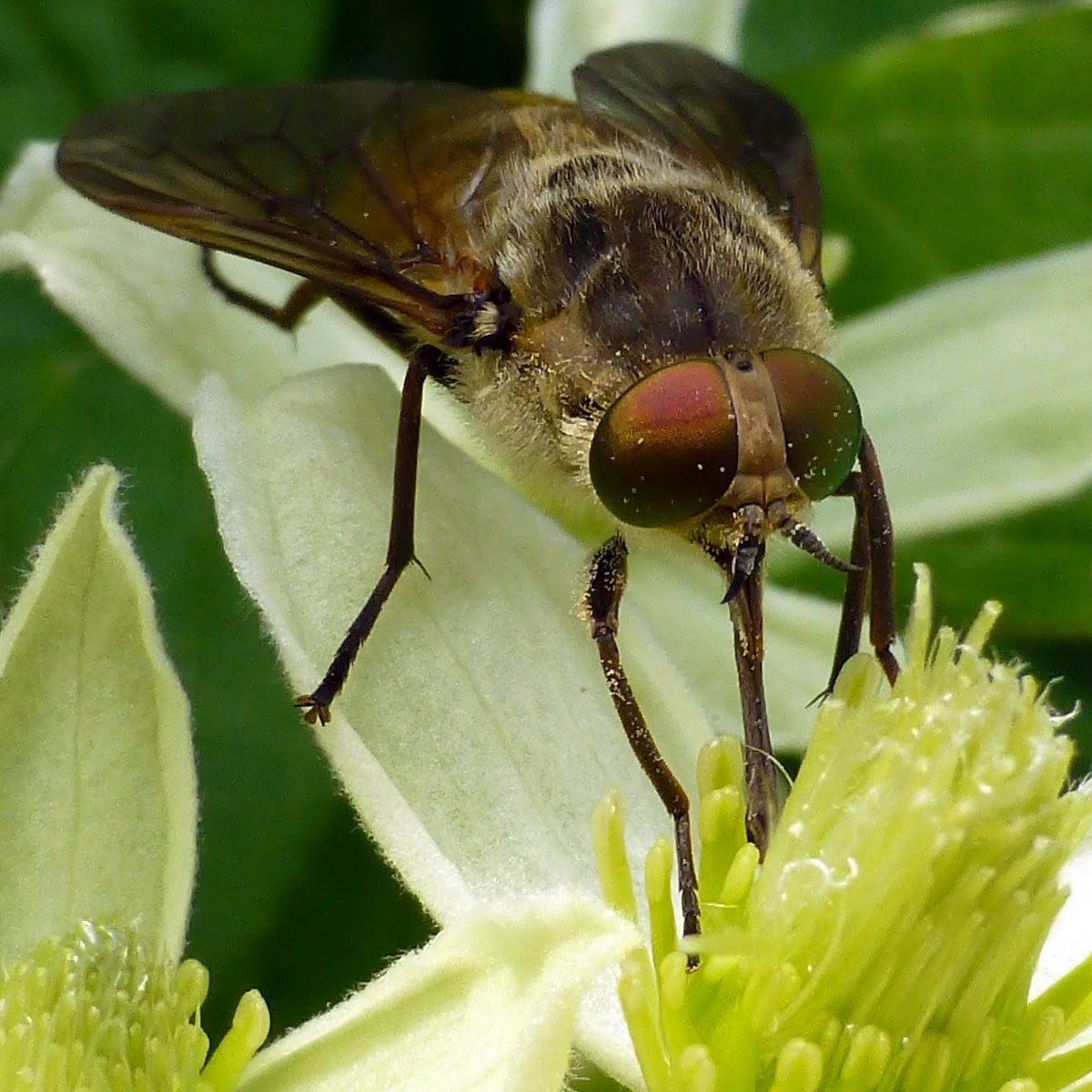 Tranquil Horse Fly