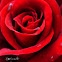 Mister Lincoln Rose