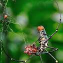 Golden Web Spider