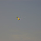 Caspian Tern