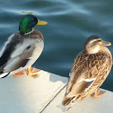 Mallard (male & female)
