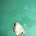 Moth